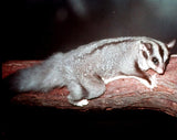 Photo of a real squirrel glider from Lone Pine Sanctuary