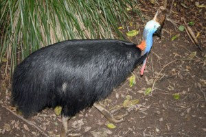 [Blog Post] Australian Animal Facts - The Cassowary