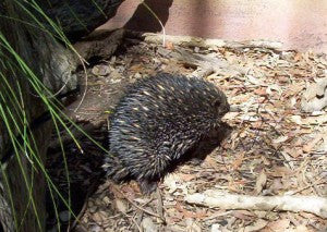 [Blog Post] Australian Animal Facts - The Echidna