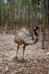 [Blog Post] Australian Animal Facts - The Emu