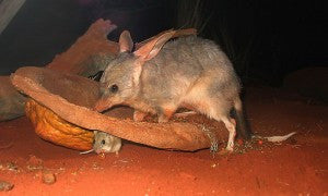 [Blog Post] Australian Animal Facts – The Bilby