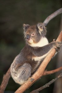 [Blog Post] Australian Animal Facts - The Koala