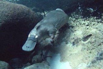 [Blog Post] Australian Animal Facts – The Platypus