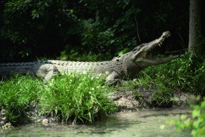 [Blog Post] Australian Animal Facts – The Saltwater Crocodile