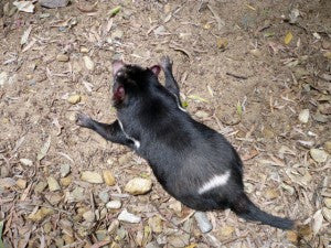 [Blog Post] Australian Animal Facts – The Tasmanian Devil