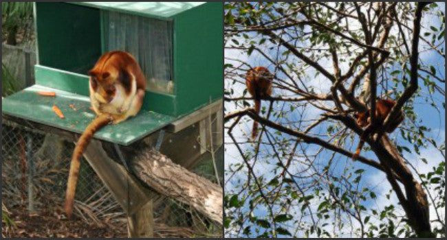 [Blog Post] Australian Animal Facts – The Tree Kangaroo
