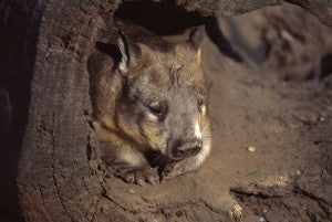 [Blog Post] Australian Animal Facts – The Wombat