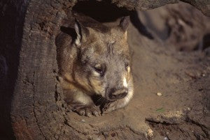 [Blog Post] Australian Animal Facts – The Wombat
