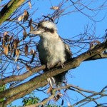 [Blog Post] Australian Animal Facts – The Kookaburra