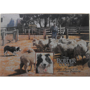 Border Collie Dog Tin Sign (35cm x 50cm)