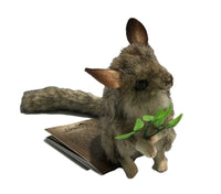Leadbeater Possum Stuffed Plush Toy (Right Side)
