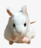 White Mouse Stuffed Animal Toy - Front View