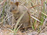 Real photo of a quokka on Rottnest Island